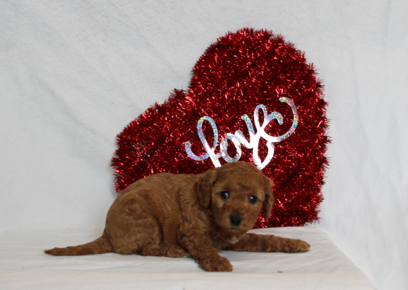 puppy, for, sale, Mini Berndoodle F2B, Matthew B. Stoltzfus, dog, breeder, Gap, PA, dog-breeder, puppy-for-sale, forsale, nearby, find, puppyfind, locator, puppylocator, aca